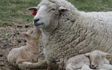 Premium Wool Kidney Wrap