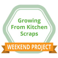 Weekend Project: Growing From Kitchen Scraps