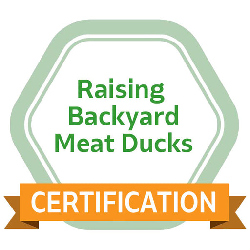 Raising Backyard Meat Ducks eCourse